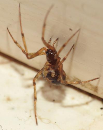 Steatoda triangulosa